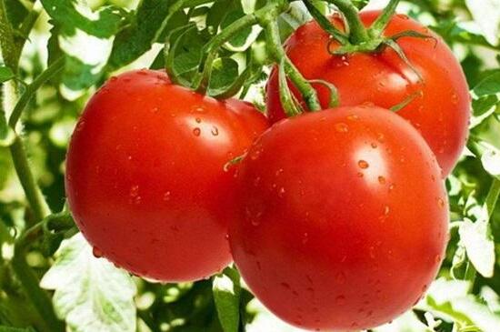 大棚番茄种植管理技术