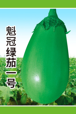 魁冠绿茄一号