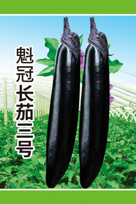 魁冠长茄三号