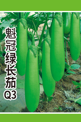 魁冠绿长茄Q3