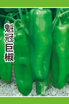 魁冠巨椒